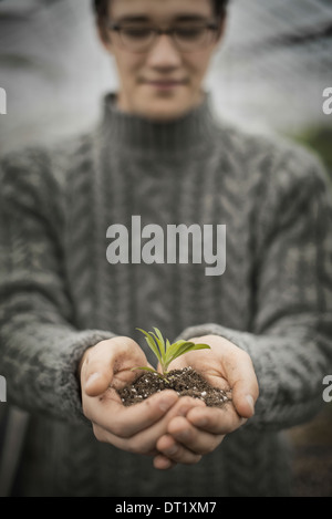 Une personne dans une serre commerciale tenant une petite plante dans son creux des mains des semis Banque D'Images