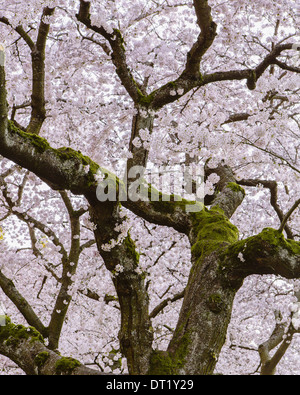 Rose mousseuse sur les cerisiers en fleurs de cerisiers au printemps, dans l'état de Washington, USA Banque D'Images