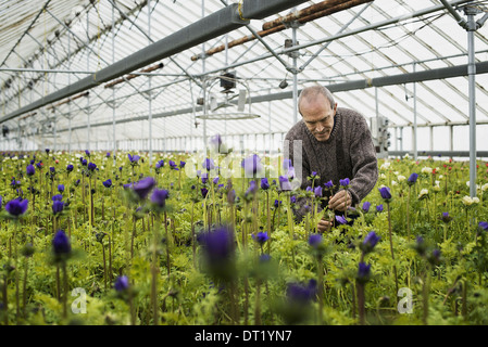 Un homme travaillant dans une pépinière de plantes bio au début du printemps sous serre Banque D'Images