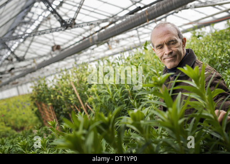 Un homme travaillant dans une pépinière de plantes bio au début du printemps sous serre Banque D'Images