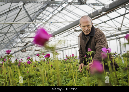 Un homme travaillant dans une pépinière de plantes bio au début du printemps sous serre Banque D'Images