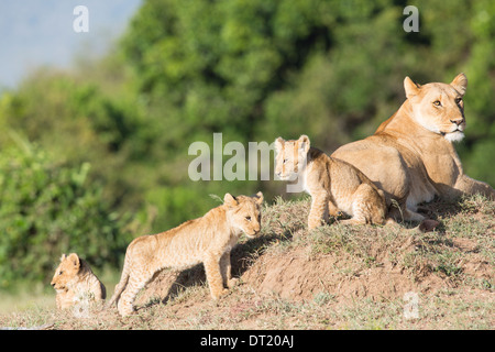 2014 La prochaine génération de la célèbre troupe de lions de marais le Maasai Mara au Kenya (Panthera leo) Banque D'Images