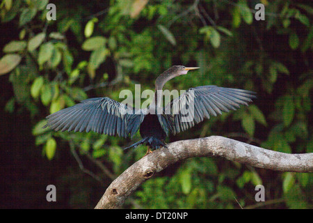 Anhinga ou oiseau serpent (Anhingha anhinga). Ailes séchant au soleil après une période d'immersion, alors que la pêche. Costa Rica. Banque D'Images