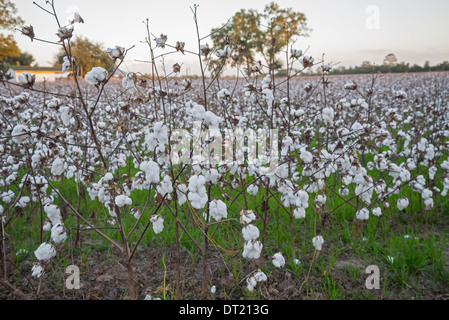 La culture du coton revient en Floride, comme ici dans le Nord de la Floride Ville de Fort Blanc. Banque D'Images