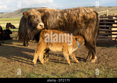 Brown cow calf suckling et dans la Mongolie Banque D'Images
