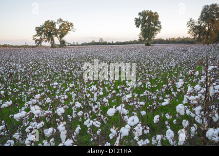 La culture du coton revient en Floride, comme ici dans le Nord de la Floride Ville de Fort Blanc. Banque D'Images