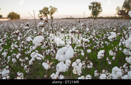 La culture du coton revient en Floride, comme ici dans le Nord de la Floride Ville de Fort Blanc. Banque D'Images