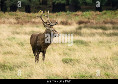 Cerf rouge debout sur la prairie en forêt Banque D'Images