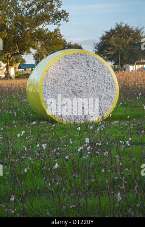 La culture du coton revient en Floride, comme ici dans le Nord de la Floride Ville de Fort Blanc. Banque D'Images
