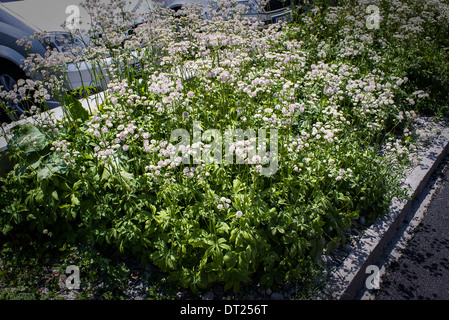 La literie de fleur en fleur plantes Astrantia composé en Suisse Banque D'Images