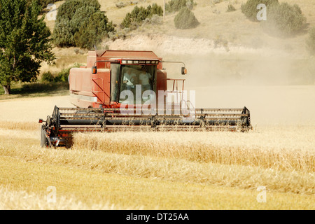 Les machines agricoles la récolte du blé un jour d'été dans les champs agricoles fertiles de l'Idaho. Banque D'Images