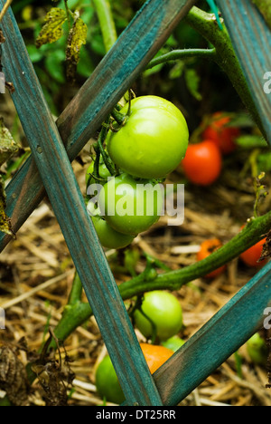 Green et le mûrissement des tomates sur une vigne dans un petit potager. Banque D'Images