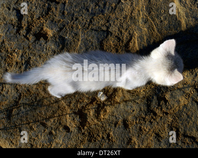 Grèce cyclades un chaton blanc errants photogénique Banque D'Images