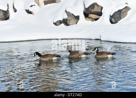Les bernaches du Canada le long du rivage de la rivière d'hiver de natation. Branta canadensis Banque D'Images