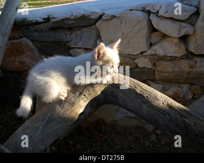 Grèce cyclades un chaton blanc errants photogénique Banque D'Images