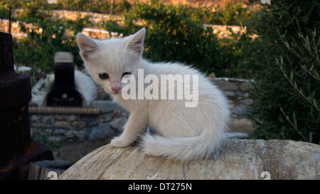 Grèce cyclades un chaton blanc errants photogénique Banque D'Images