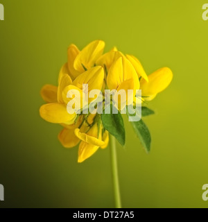 Deervetch Birdfoot, Lotus corniculatus, portrait de fleurs jaunes à l'arrière-plan outfocus nice. Banque D'Images