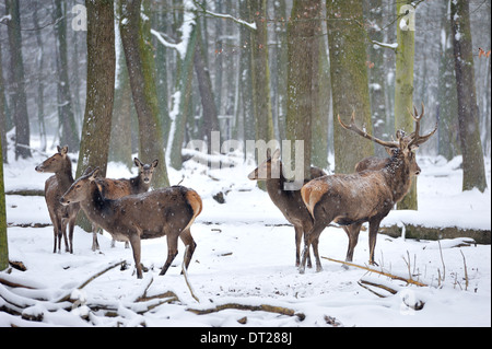 Animaux sauvages en forêt . Wapitis eurasiens (Europe) Banque D'Images