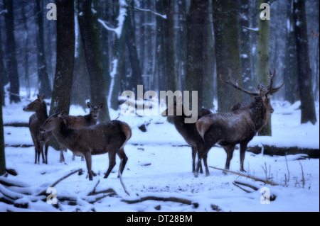 Animaux sauvages en forêt . Wapitis eurasiens (Europe) Banque D'Images