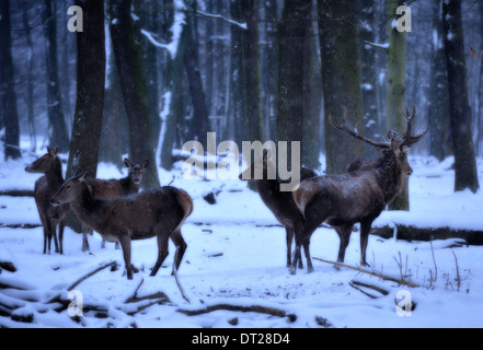 Animaux sauvages en forêt . Wapitis eurasiens (Europe) Banque D'Images