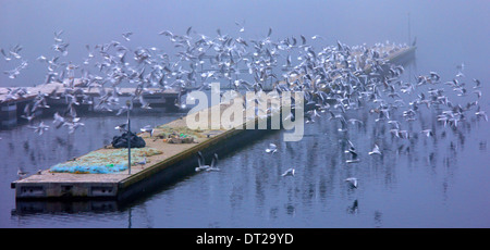 Mouettes au petit port du village, Megali Psarades étonnant avec ('grand') lac Prespa, Florina, Macédoine, Grèce. Banque D'Images