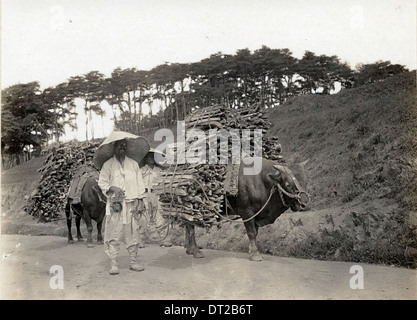 Photographie d'un taureau chargé en Corée, prise au début du XXe siècle, représentant l'utilisation traditionnelle des animaux pour le transport et la main-d'œuvre. Banque D'Images