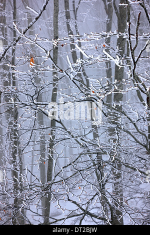 Les arbres gelés en Mouriki mountain, Municipalité d'Eordaia, Kozani, Macédoine, Grèce. Banque D'Images