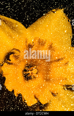 Gouttes de s'installer sur un châssis froid dans lequel un jaune jonquille est en pleine floraison. Banque D'Images