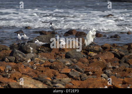 L'aigrette garzette et sternes Sandwich par mer au repos Banque D'Images