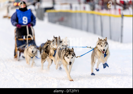 Course de traîneaux à chiens - Six Banque D'Images