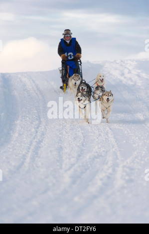 Course de traîneaux à chiens - Six Banque D'Images