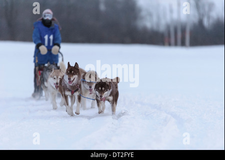 Course de traîneaux à chiens - Six Banque D'Images