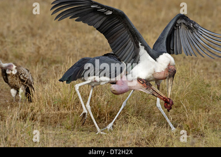 Deux Cigognes (crumeniferus Marabou Flamant rose (Phoenicopterus ruber) combats au-dessus de la viande Banque D'Images