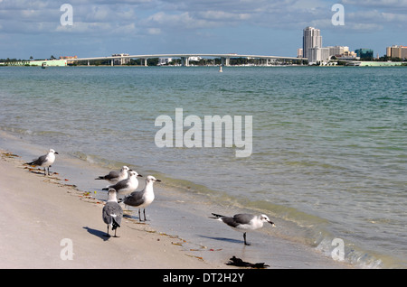 Sand Key en Floride Banque D'Images