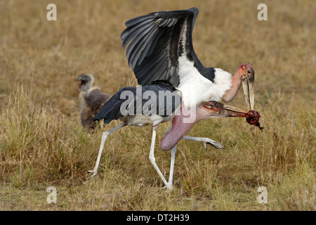 Deux Cigognes (crumeniferus Marabou Flamant rose (Phoenicopterus ruber) combats au-dessus de la viande Banque D'Images