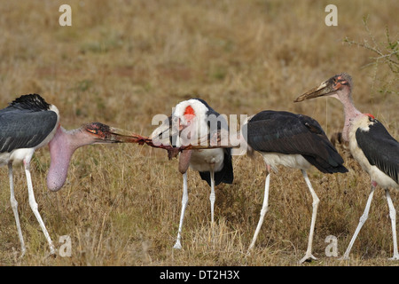 Quatre Cigognes (crumeniferus Marabou Flamant rose (Phoenicopterus ruber) combats au-dessus de la viande Banque D'Images