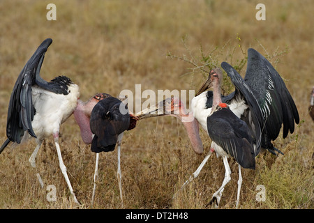 Quatre Cigognes (crumeniferus Marabou Flamant rose (Phoenicopterus ruber) combats au-dessus de la viande Banque D'Images