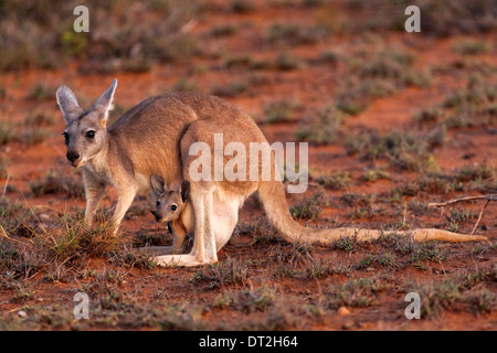 Kangourou avec Joey en sachet, Cape Range National Park, Exmouth Australie Occidentale Banque D'Images