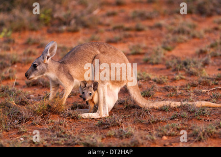 Kangourou avec Joey en sachet, Cape Range National Park, Exmouth Australie Occidentale Banque D'Images