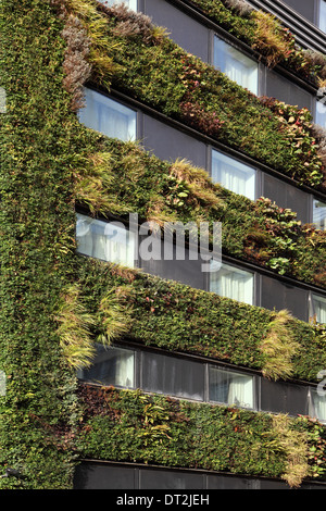 Une plante verte vie couvert mur sur un nouvel immeuble de bureaux dans la ville de London, UK Banque D'Images