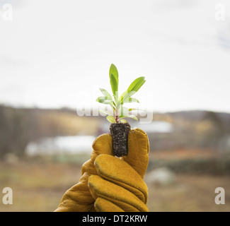 Ferme biologique dans l'hiver en printemps froid l'État de New York une main gantée tenant une petite nouvelle plantule à deux ensembles de feuilles vertes Banque D'Images