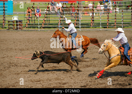 Calf roping au rodéo de Cheney Banque D'Images