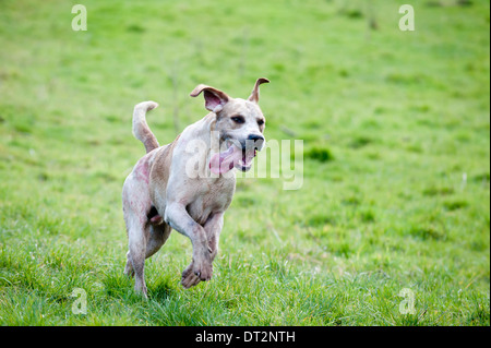 Laissez-moi à eux-courses de chiens à travers la campagne suivant l'odeur et excité de retrouver sa proie. Banque D'Images