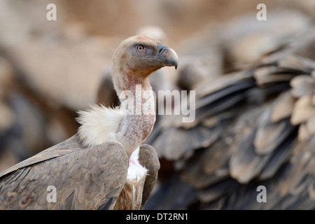 Vautour fauve (Gyps fulvus) portrait, Pyrénées, la Catalogne, Espagne. Banque D'Images