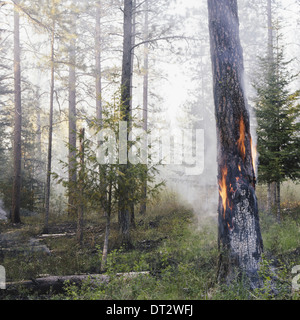 Une forêt contrôlée brûler pour aider la repousse Banque D'Images