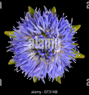 Aster mauve fleur à pétales violets, étroites et vert feuilles autour de isolé sur fond noir Banque D'Images