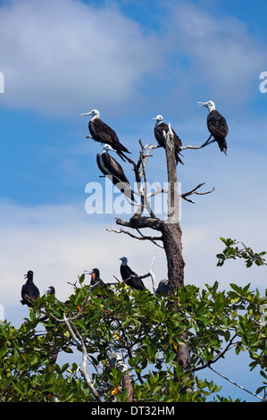 Sur Frigatebirds magnifique palétuvier, Caraïbes, Bocas del Toro, PANAMA Banque D'Images