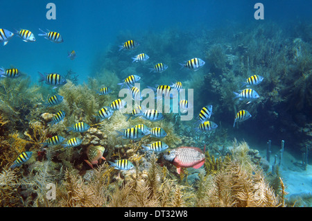 Sergent-major de banc de poissons sur un récif de corail, des fonds marins de la mer des Caraïbes, la Martinique Banque D'Images