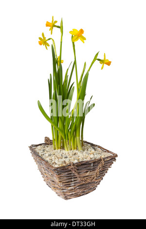 Narcissus cyclamineus tete a tete dans un petit panier rempli de gravier isolé sur fond blanc Banque D'Images