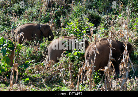 Trois jeunes éléphants profitez d'une journée en train de dévorer l'habitat dans les blés de Huay Pakoot, Nord de la Thaïlande. Banque D'Images